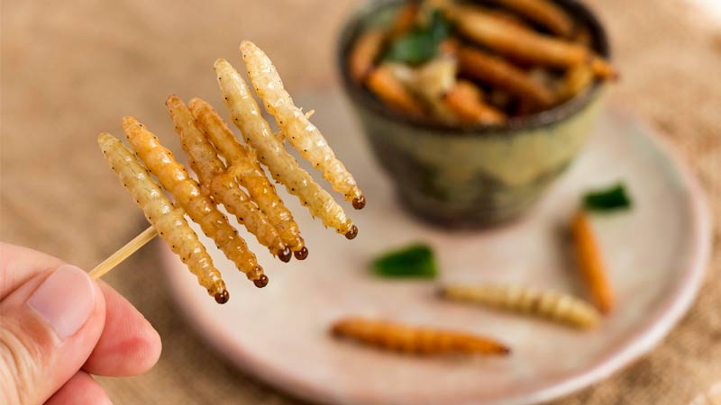 Des insectes dans notre alimentation suite à un règlement de la commission européenne. Est-de sans danger ?